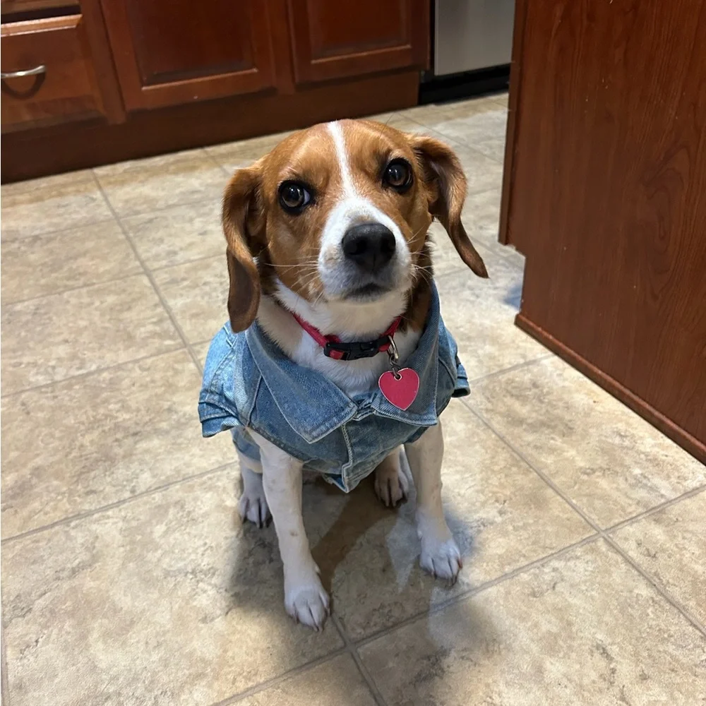 HARLEY DAVIDSON ~ dog denim jacket/vest size Medium** - Picture 2 of 8